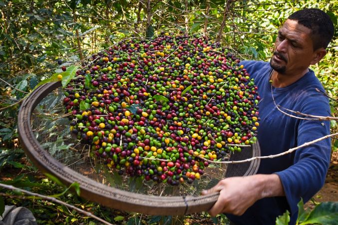 قهوه در آندراداس (Andradas)، برزیل