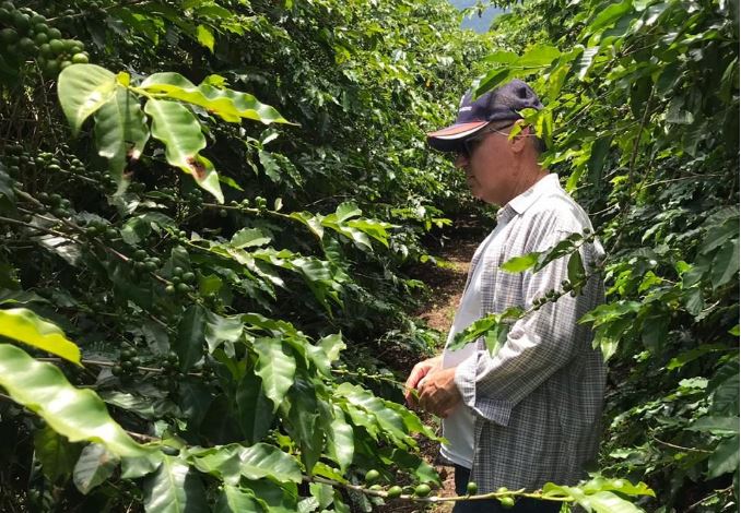 قهوه در آندراداس (Andradas)، برزیل