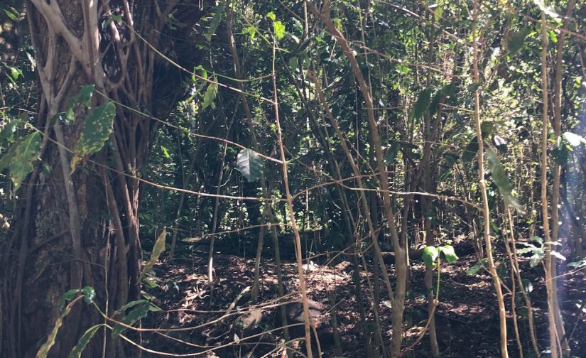 بیماری برگ درختان قهوه