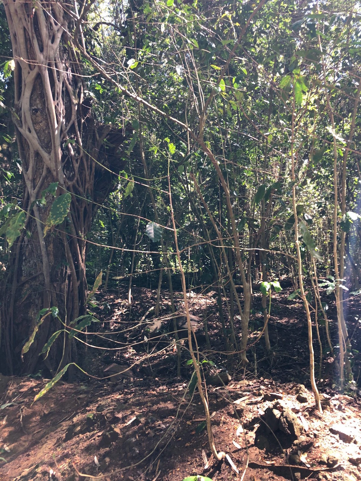 بیماری برگ درختان قهوه