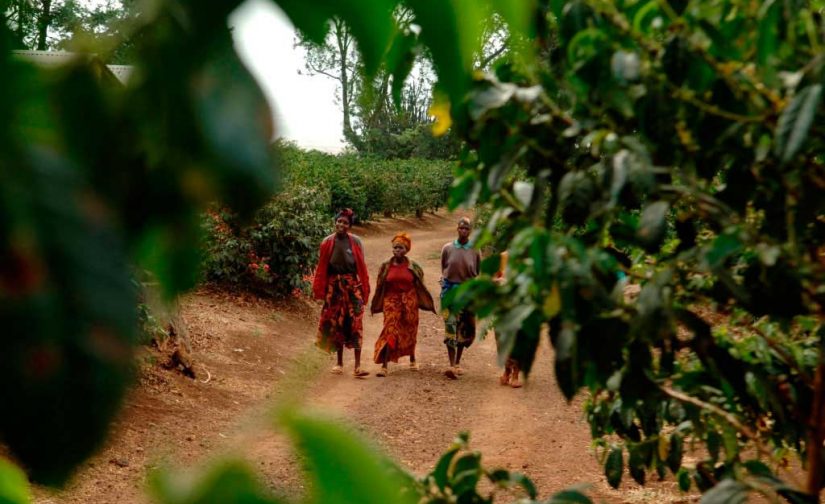 قهوه در تانزانیا