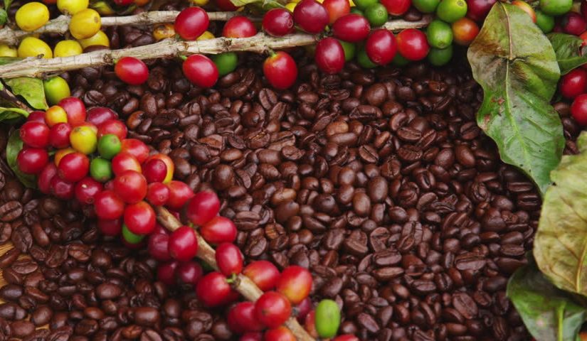 دانه قهوه چگونه درست میشود
