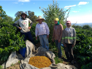 قهوه در آندراداس (Andradas)