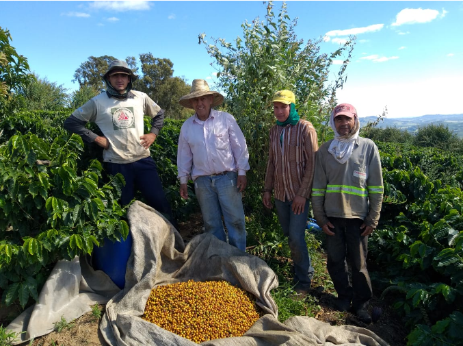 قهوه در آندراداس (Andradas)، برزیل